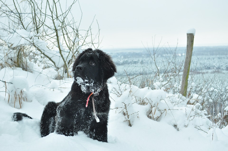 3 des plus douces races de chien