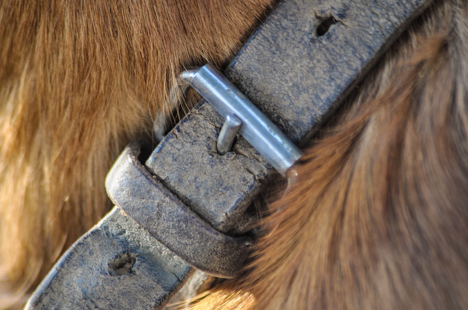 Les mauvaises conséquences de toujours attacher un chien